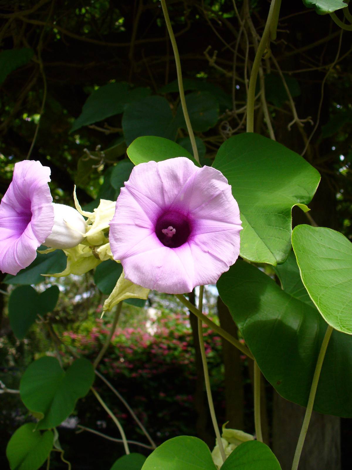 Гавайская древесная роза - abcdef.wiki