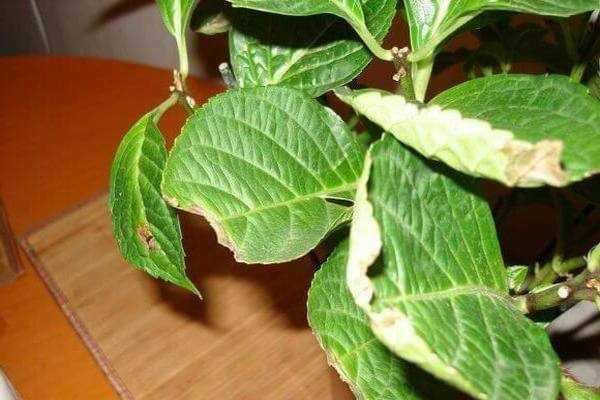 ✅ почему у гортензии сохнут, вянут и осыпаются листья, как спасти растение от гибели, можно ли реанимировать - tehnoyug.com