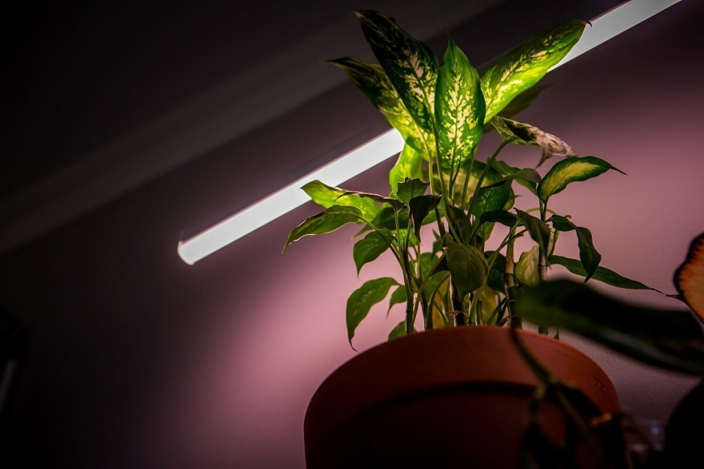 Выращиваем растения при искусственном освещении