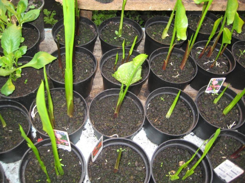 Каллы: выращивание и уход в саду, особенности посадки в 2023 году на гудгрунт