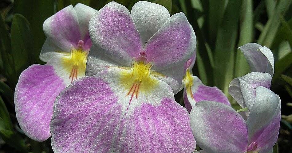 Орхидея "мильтония": описание, фото, уход в домашних условиях