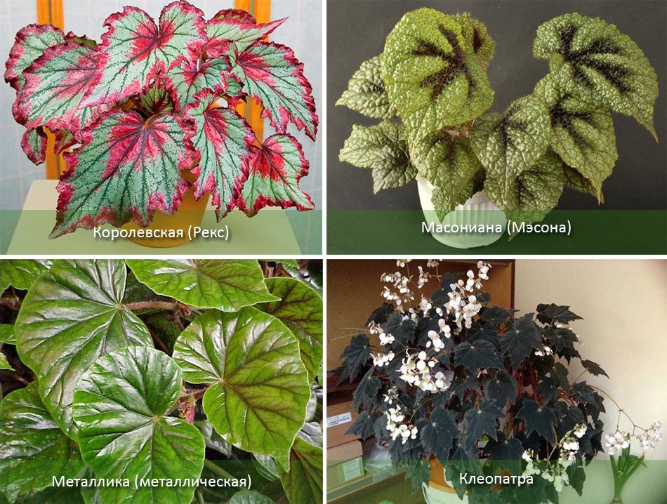 Разновидности домашних бегоний: описание сортов комнатных растений