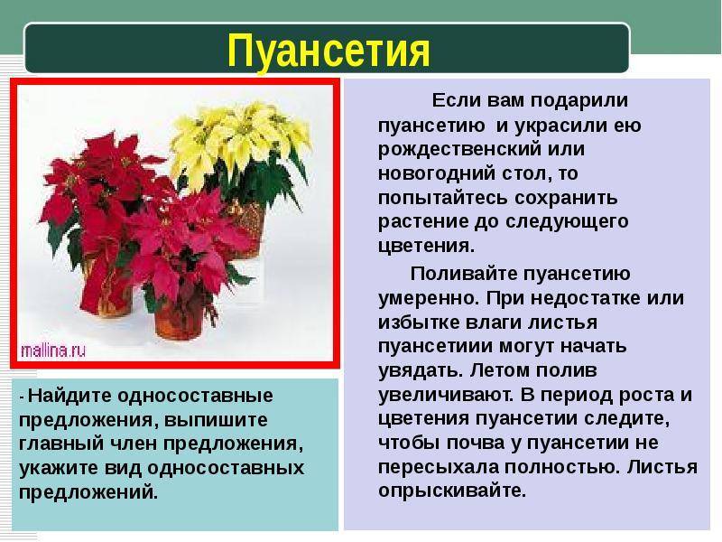 Пуансеттия - рождественская звезда - уход в домашних условиях, описание, фото, полив, пересадка и размножение