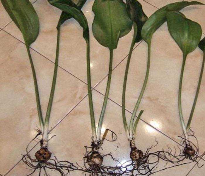 Амазонская лилия эухарис — уход в домашних условиях, размножение цветка, приметы