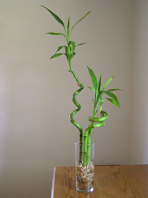 Декоративный бамбук: особенности ухода в домашних условиях, как получают закрученные растения - 19 фото
