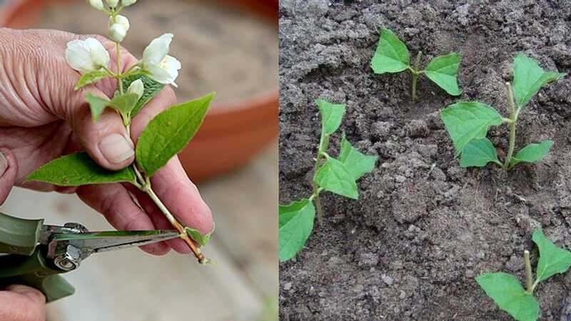 Размножение жасмина методом черенкования: посадка весной и летом