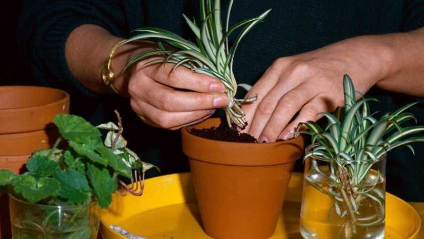 Выращивание декоративных видов хлорофитума в домашних условиях