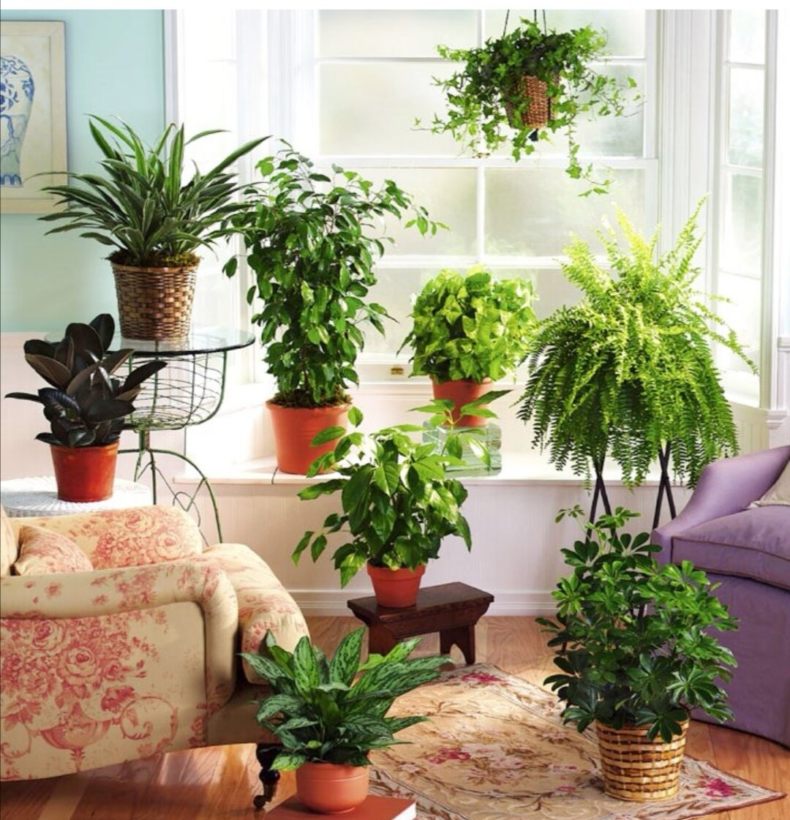 Топ самых полезных комнатных растений для дома