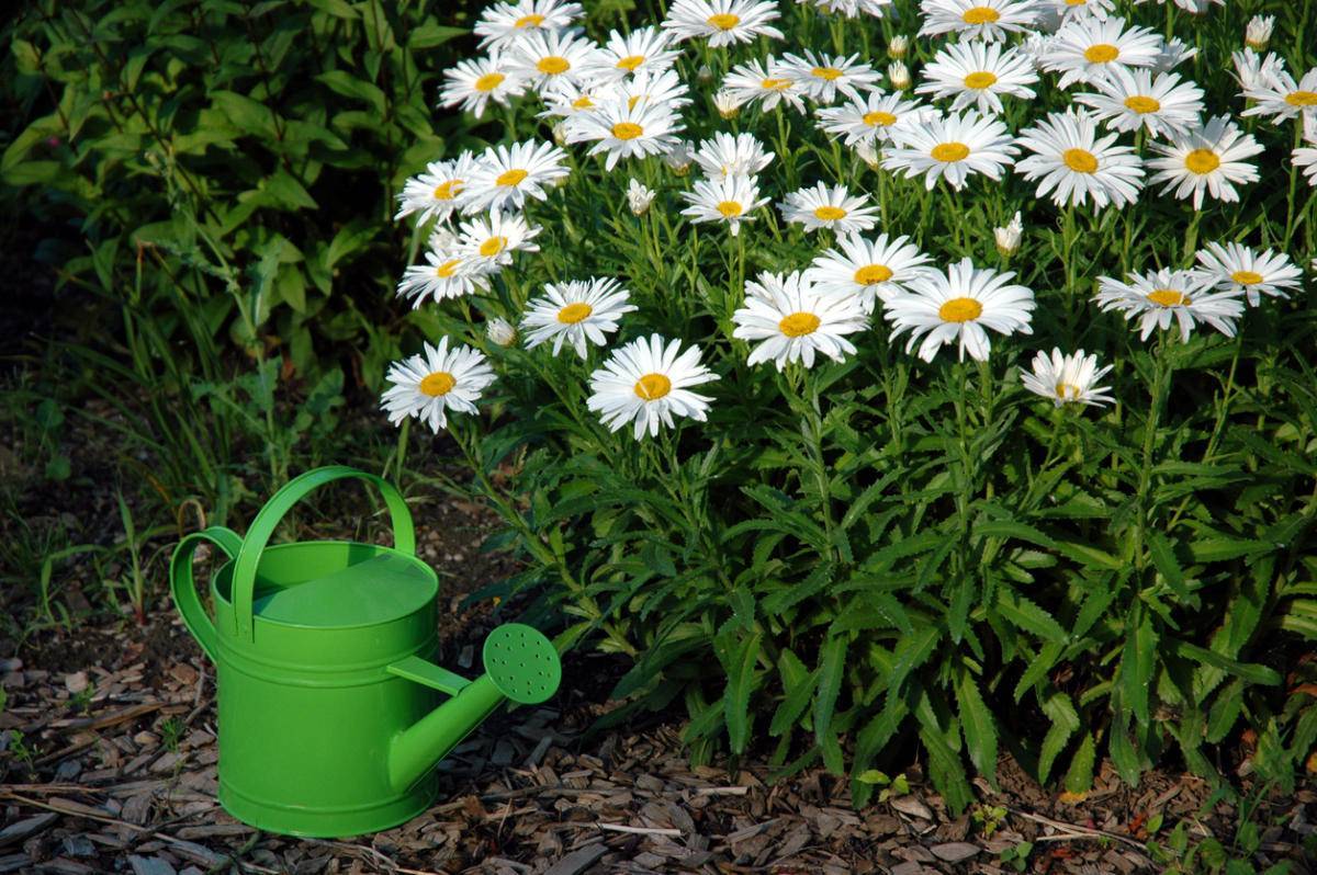 Ромашка садовая многолетняя: посадка и уход, выращивание в открытом грунте и сочетание с другими растениями в ландшафтном дизайне, фото