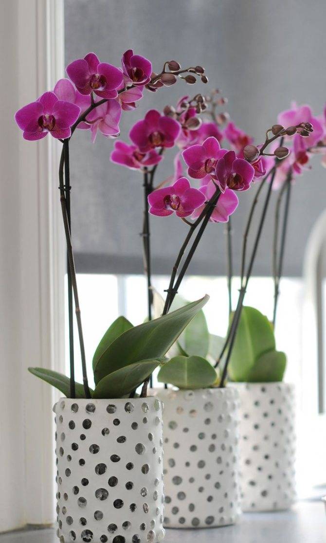 Какой горшек нужен для орхидеи: должен быть стеклянный, как выбрать корону, лучше сажать в прозрачный, можно ли в двойной с автополивом, глиняные большие кашпо, фото
