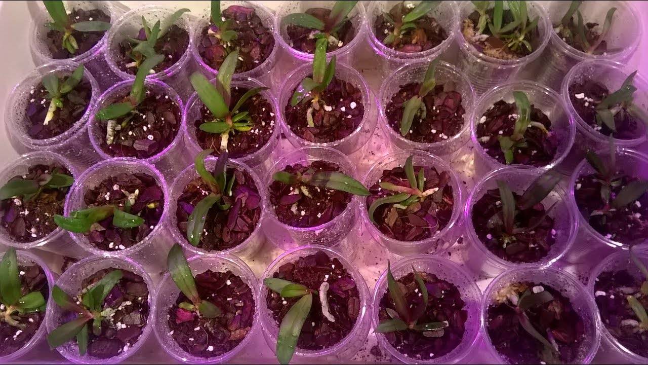 Как посадить семена орхидеи: посадка и выращивание цветка в домашних условиях с фото, как прорастить семечки, как сажать и выращивать китайскую орхидею?