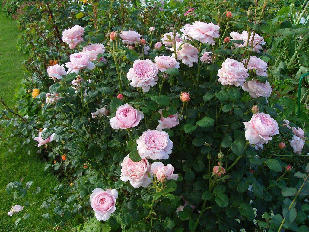 Роза бельведер: особенности посадки и ухода
