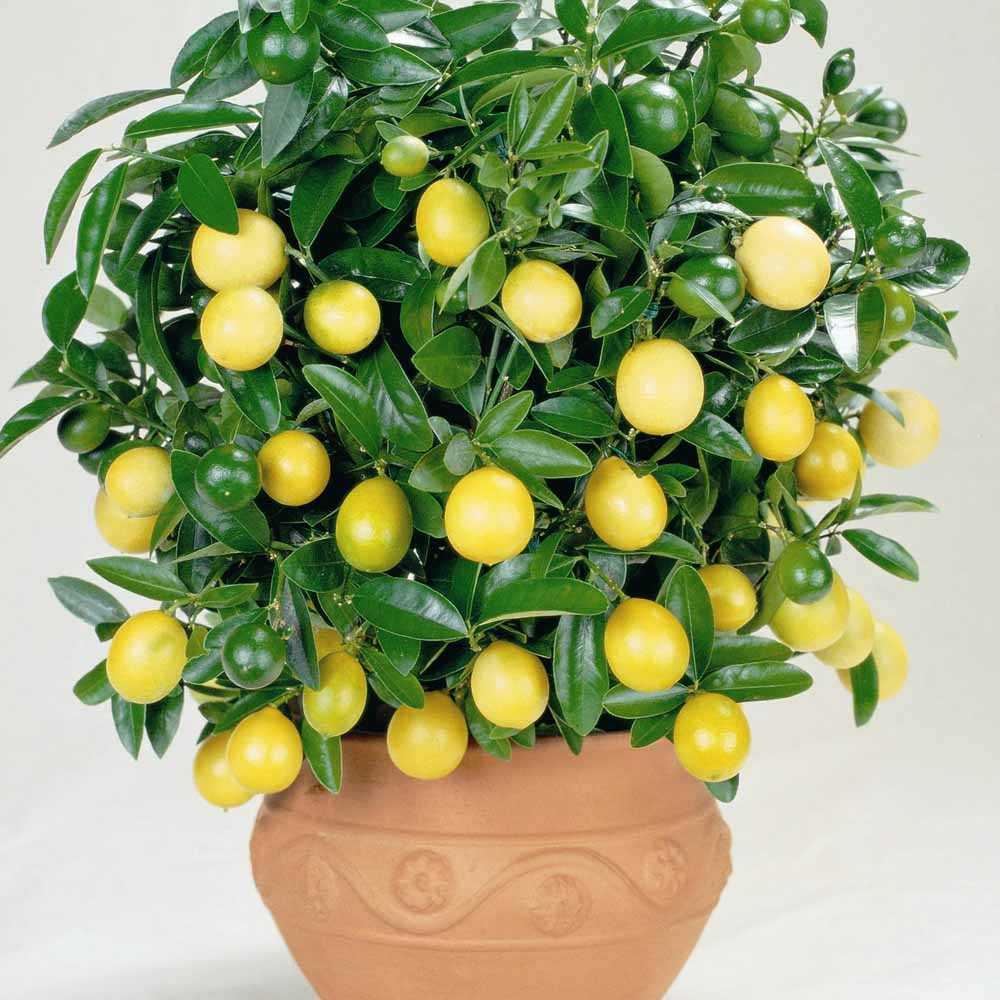 Лимонное дерево: посадка и уход в домашних условиях