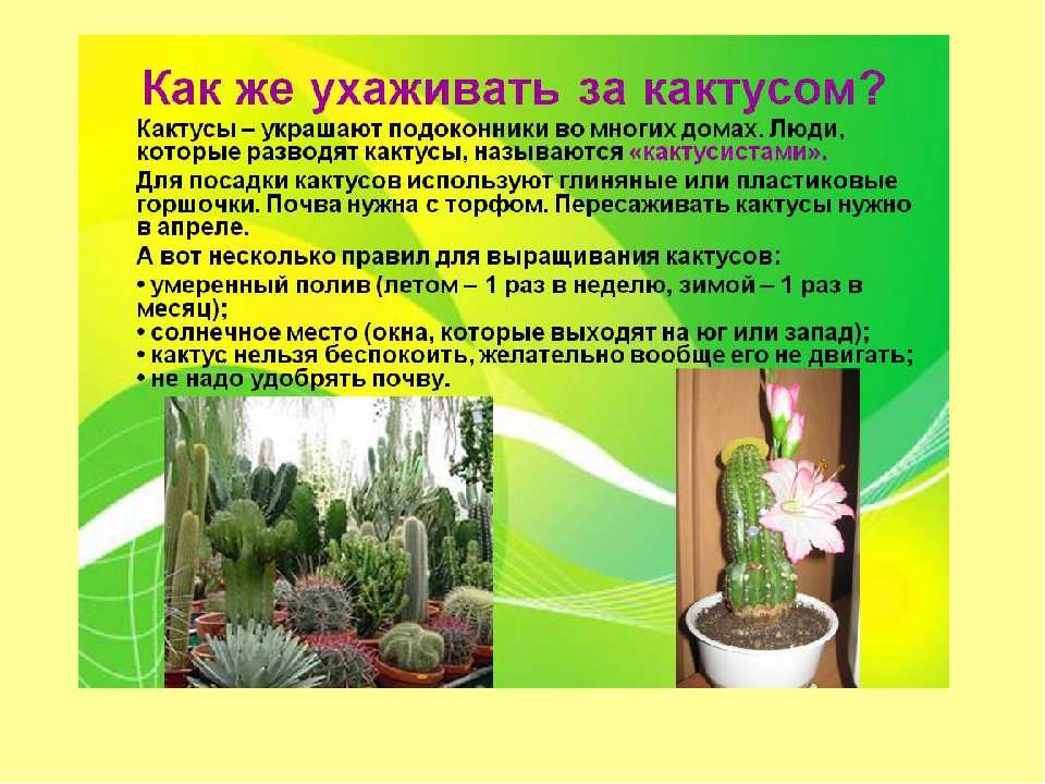 Кактусы: виды, фото и названия - все виды цветущих домашних и декоративных кактусов на русском языке