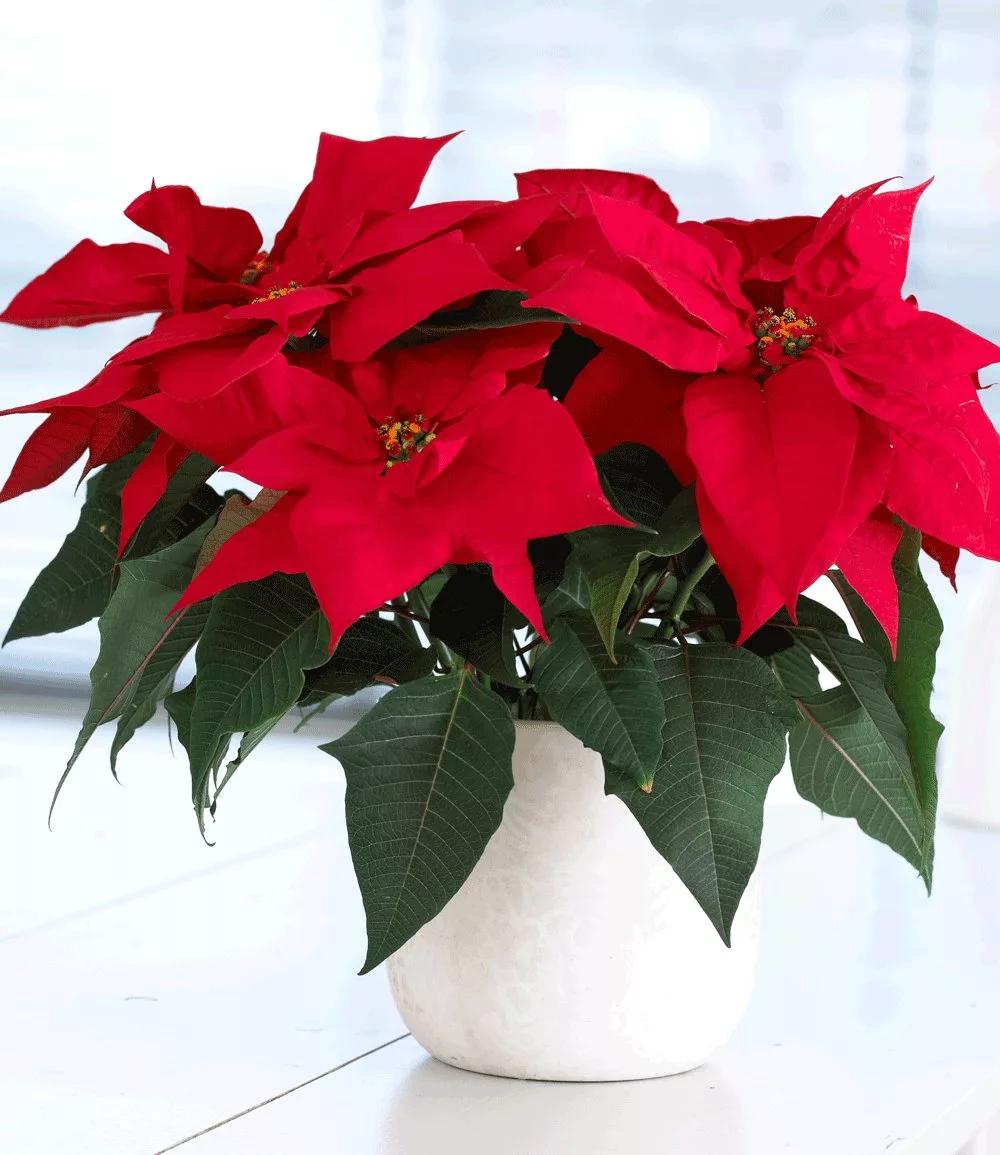 Пуансеттия - приметы и суеверия: можно ли держать красную рождественскую звезду дома, что принесет этот цветок женщинам и другие народные поверья