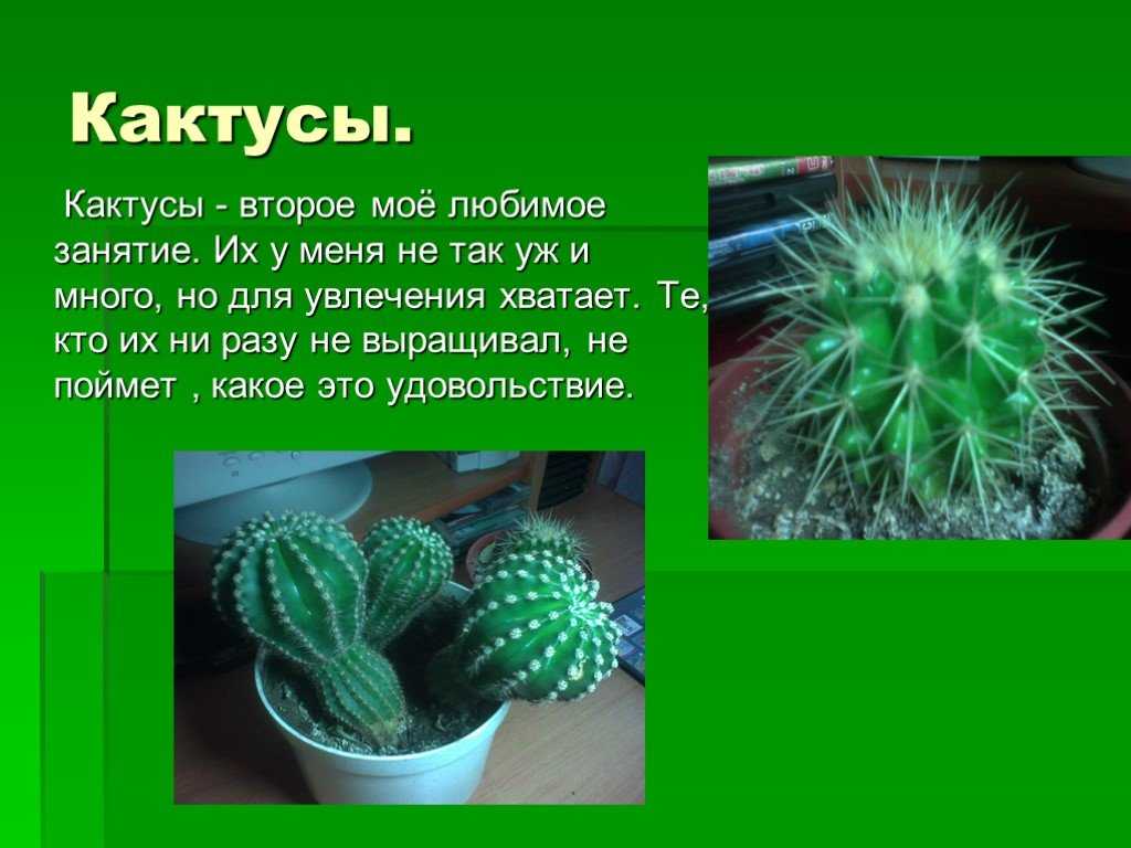 Опунция, выращиваем кактус в домашнем саду - комнатные и садовые растения, уход за ними sad-doma.net