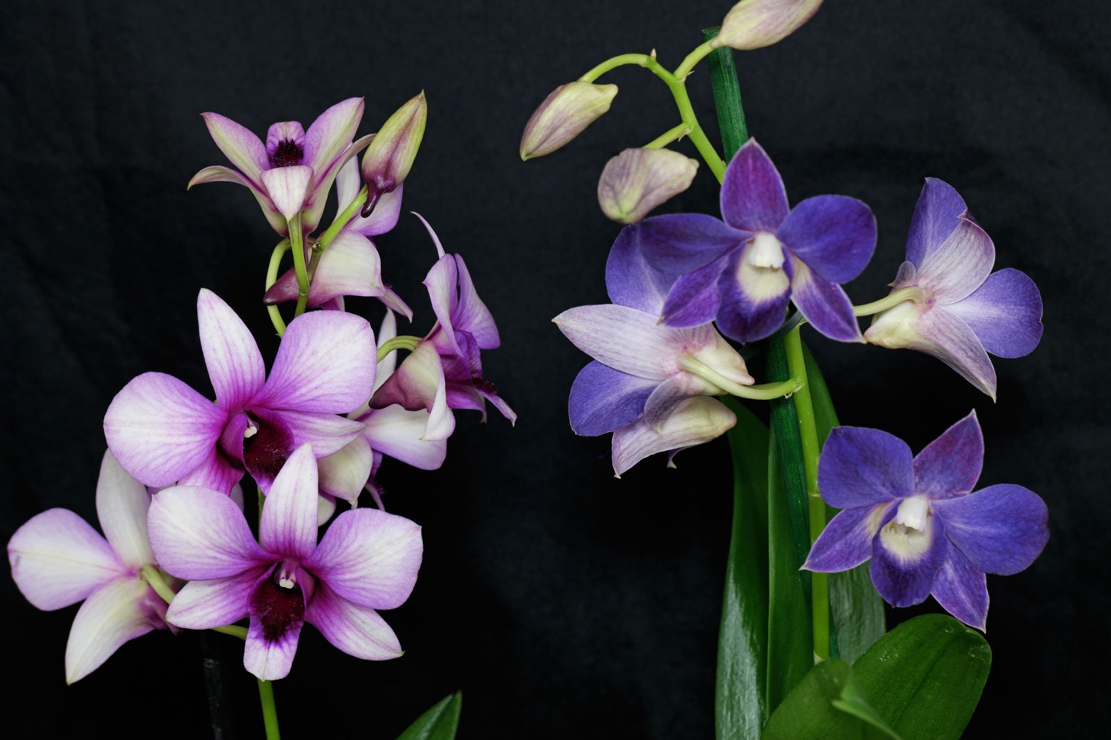 Орхидея дендробиум - уход и размножение в домашних условиях
