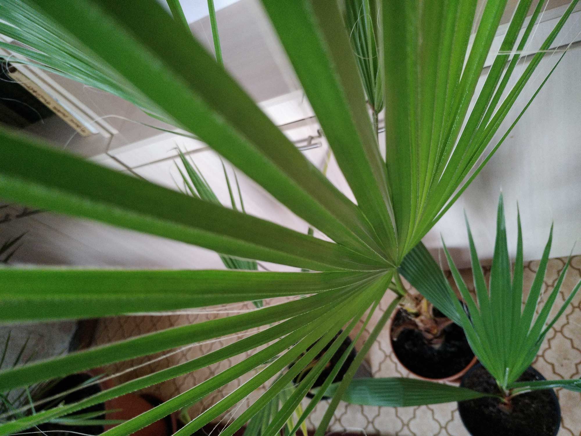 Вашингтония: выращивание пальмы из семян и уход за ней в домашних условиях, описание комнатного растения и фото сортов нитеносная (нитчатая), робуста