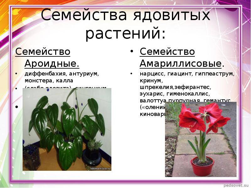 Ароидные комнатные растения - уход в домашних условиях | maritera.ru