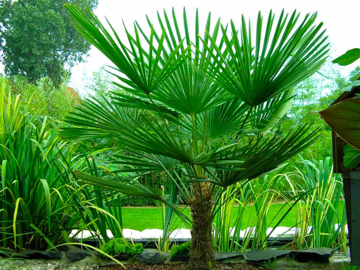 Пальма трахикарпус: посадка, выращивание и уход в домашних условиях