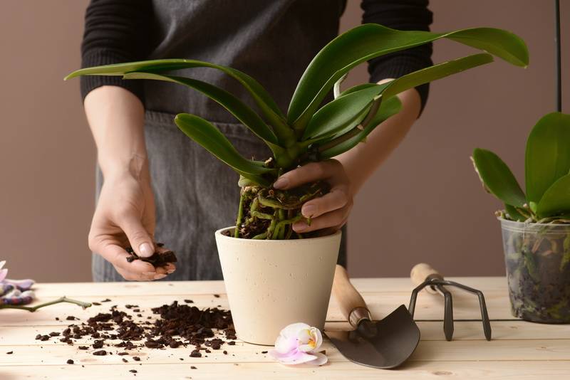 Как ухаживать за орхидеей в домашних условиях после покупке: в горшке, советы