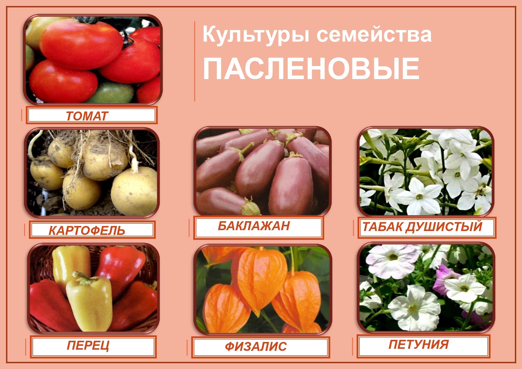 Пасленовые овощи: список популярных представителей семейства