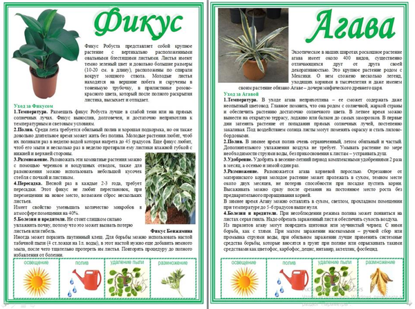Выращивание агавы в домашних условиях требует соблюдения некоторых условий.