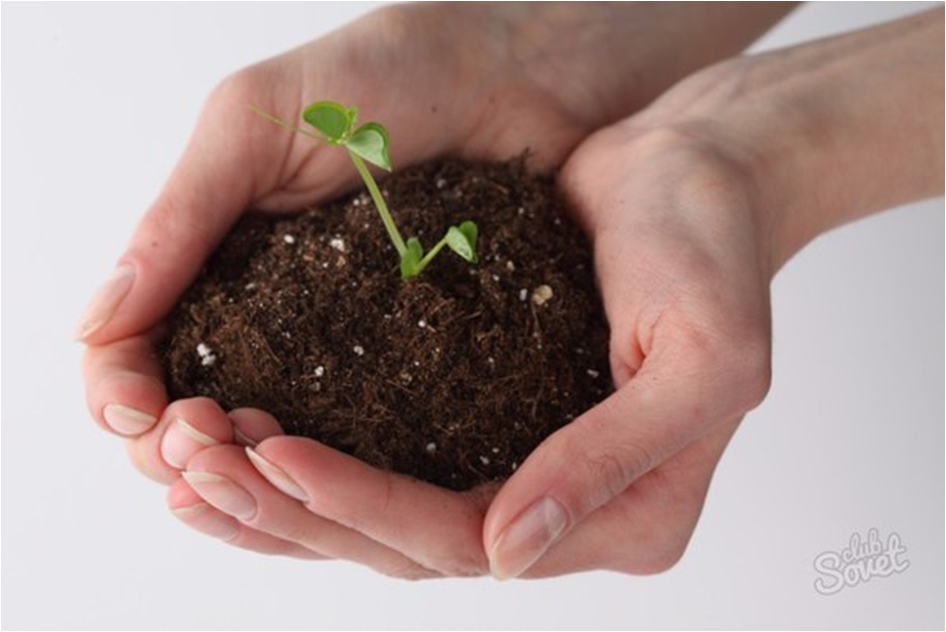 Почва: компост, торф, улучшение садовых земель
