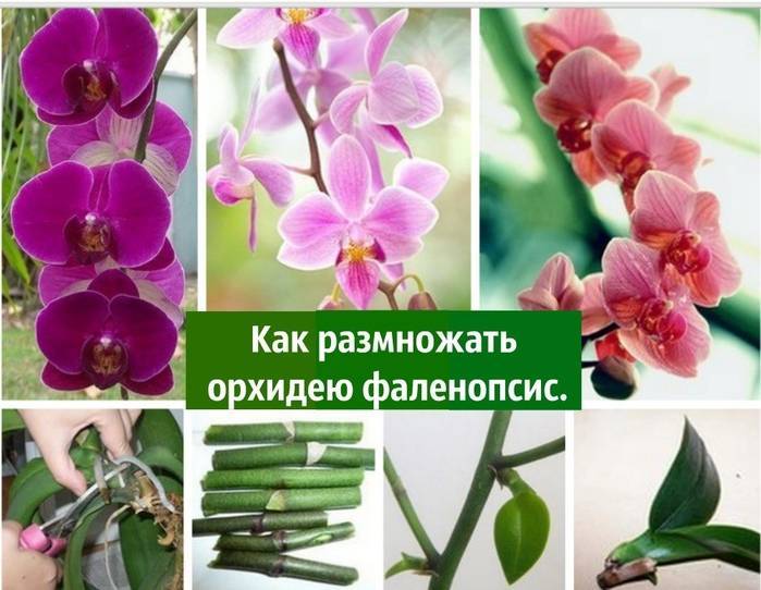 Размножение орхидеи фаленопсис в домашних условиях корнями, листом, разделением куста, детками и семенами, пошаговое фото и видео процесса и ухода