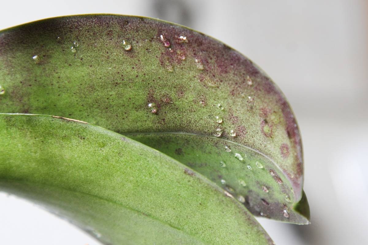 Болезни орхидеи: фото, причины и правила лечения