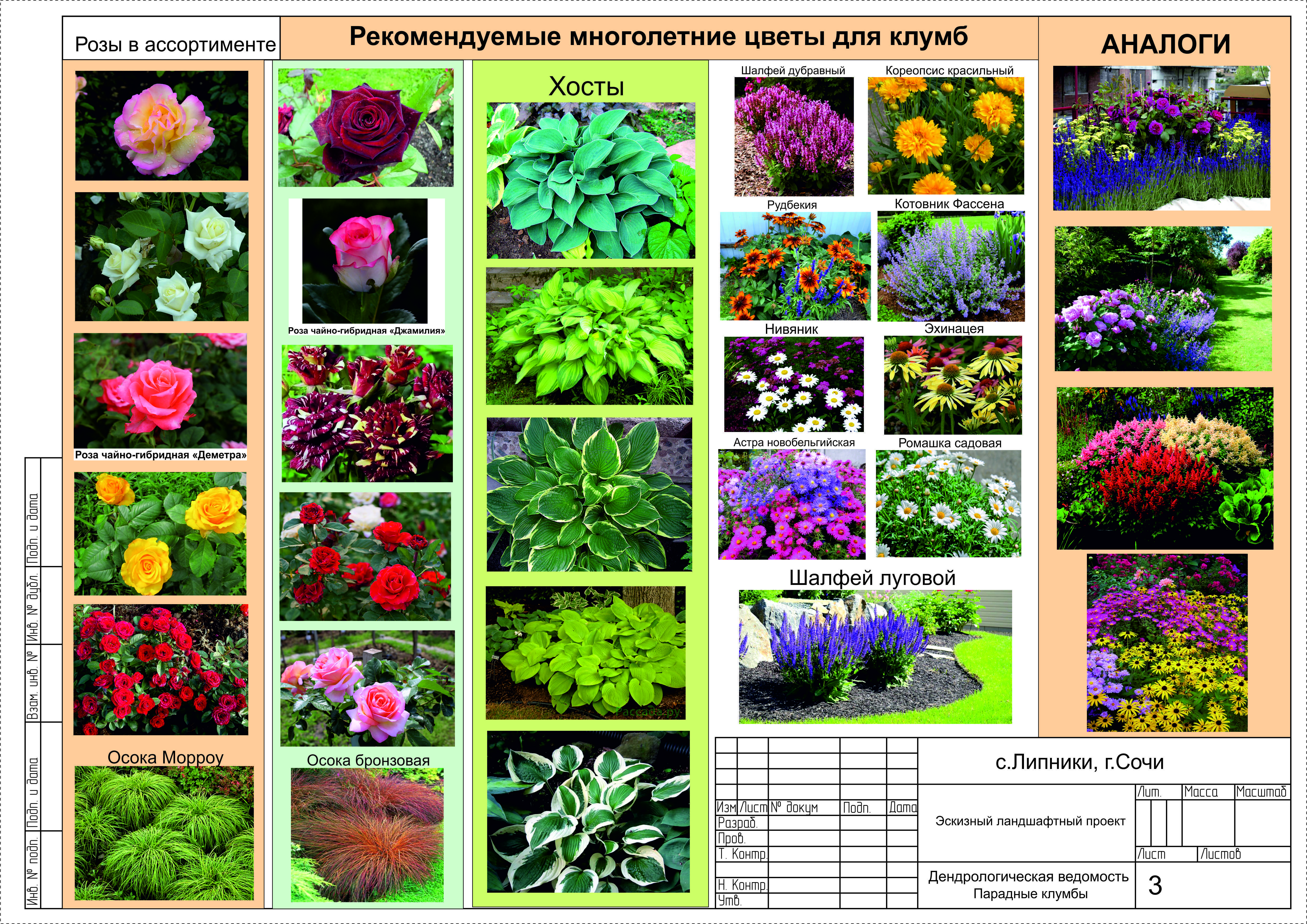 Садовые многолетние цветы: описание и фото, названия луковичных