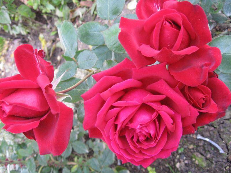 Роза гранд гала отзывы. роза «гранд гала»: правила посадки, обрезки и выращивания