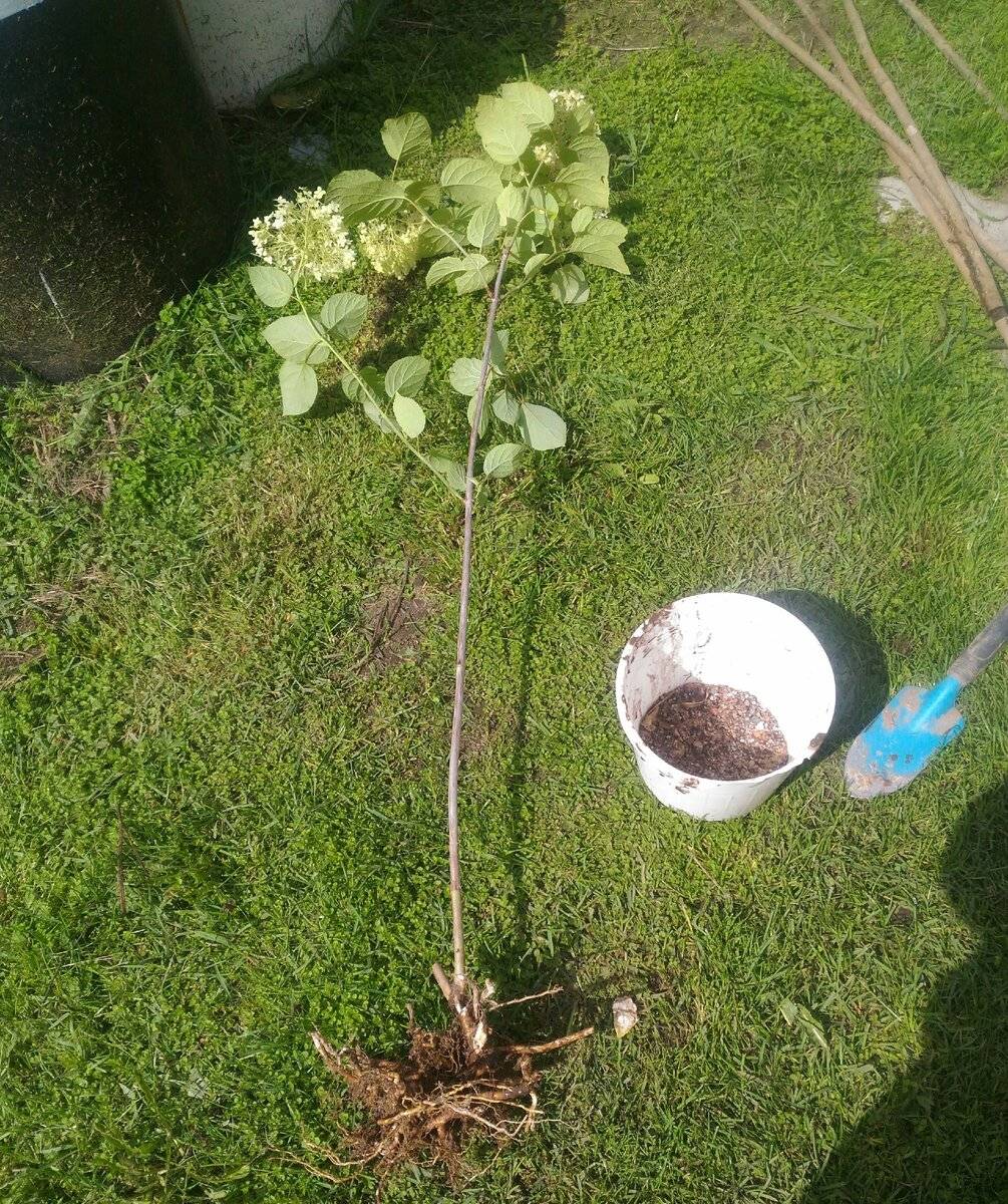 Гортензия на штамбе: как вырастить цветущий кустарник и придать ему форму дерева 