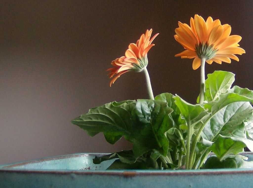 Посадка герберы садовой: выращивание цветов и уход в открытом грунте на даче