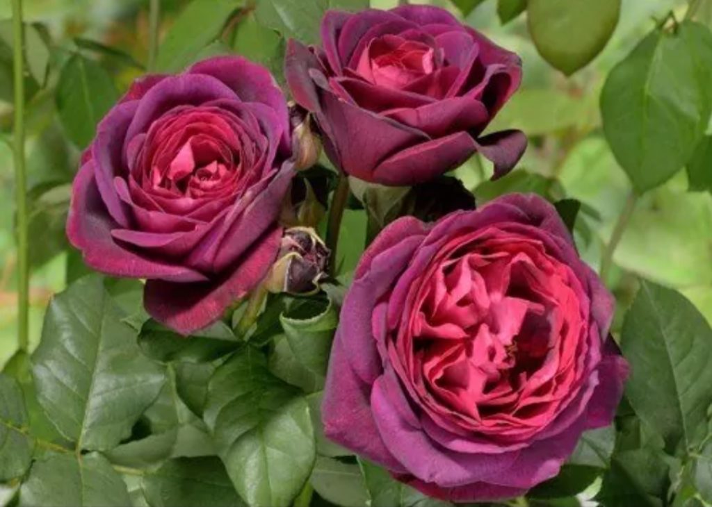 Роза шраб графиня фон харденберг (astrid grafin von hardenberg) купить выгодно ✵ сады-эдема.рф – интернет магазин растений для сада