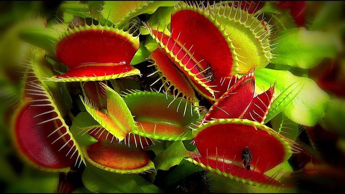 Хищные растения: список растений хищников с фото