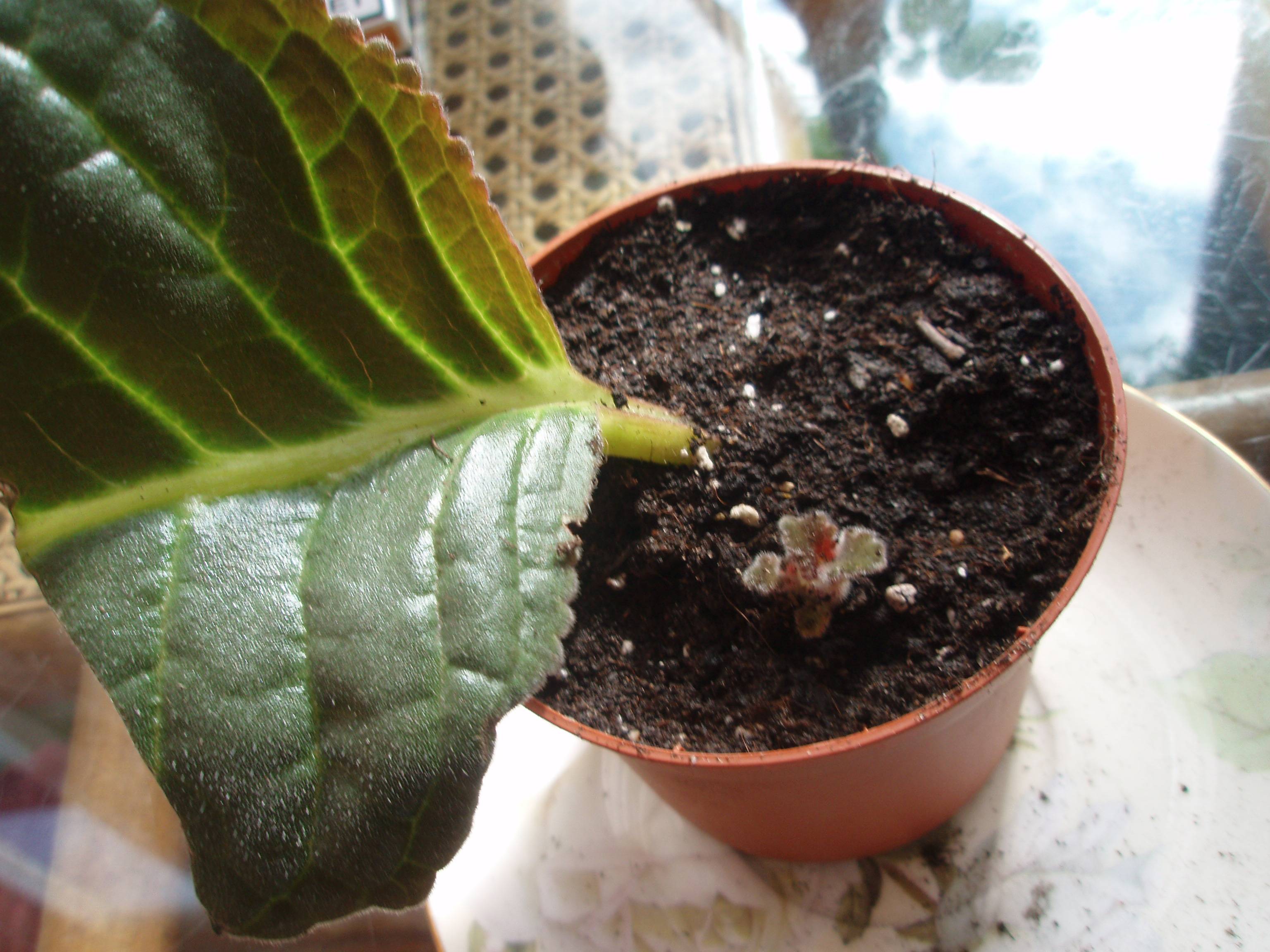 Красавица глоксиния: размножение семенами и листом — ботаничка