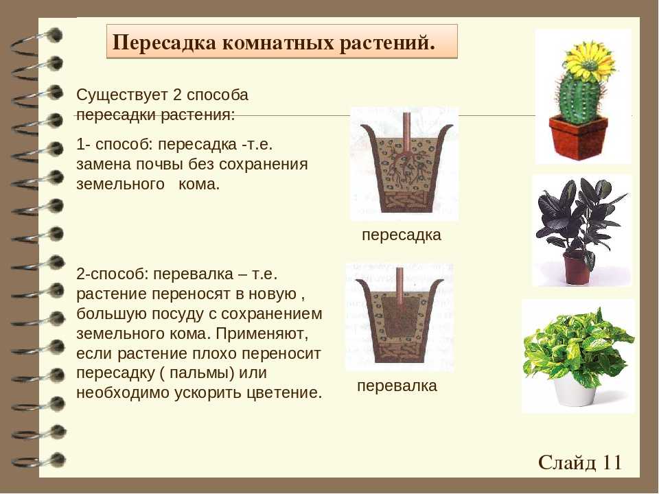 Как посеять семена примулы, советы и мастер-класс от ольги бондаревой
