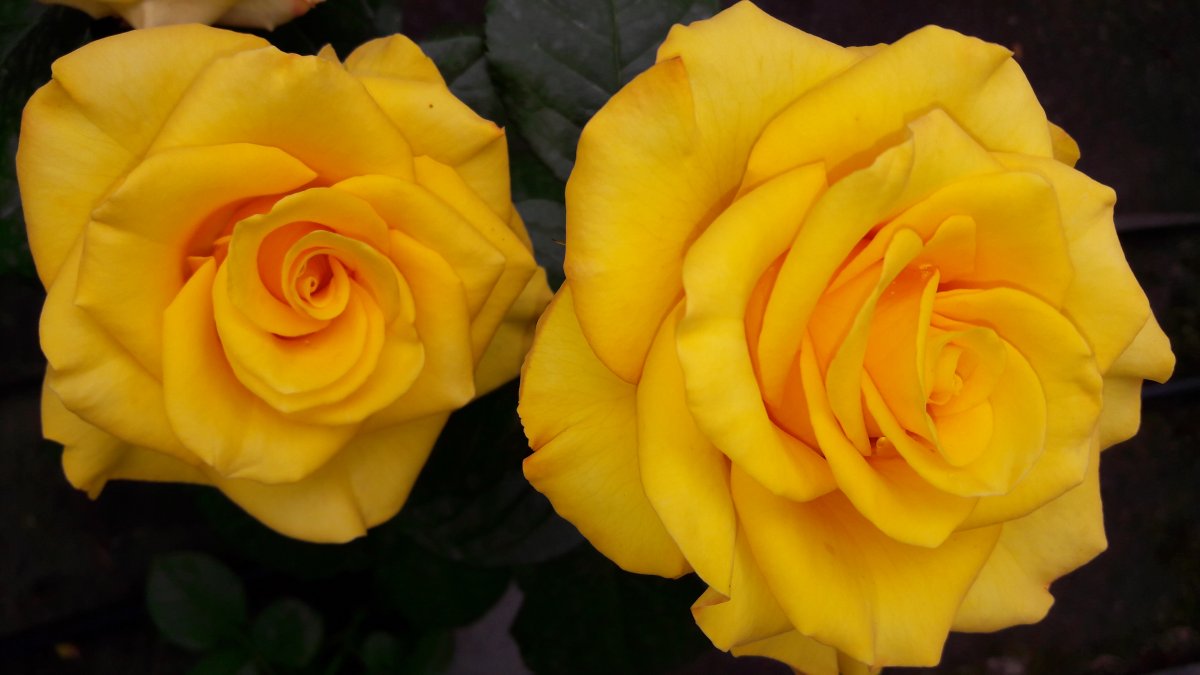 Чайно-гибридная роза керио: описание сорта, фото и отзывы. роза керио: сроки и особенности цветения, секреты выращивания