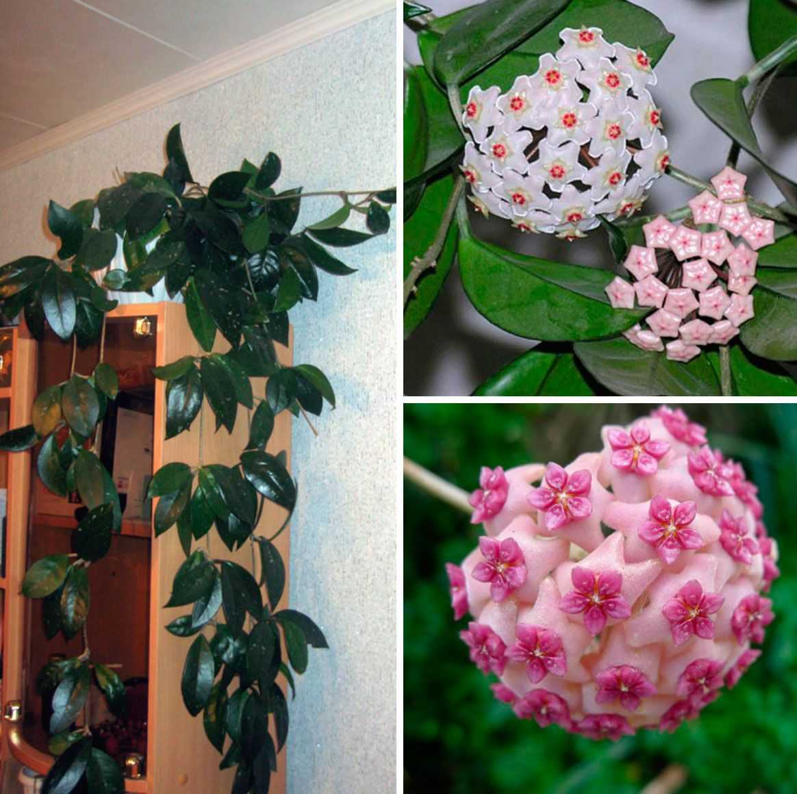 Популярные разновидности хойи для истинных поклонников экзотичных комнатных растений