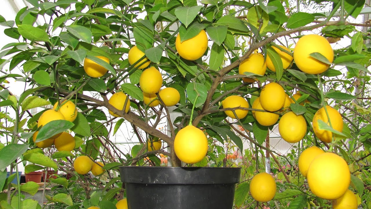 Как цветет лимон в домашних условиях, когда цветет домашний лимон, как выглядят цветки и какие этапы цветения проходят