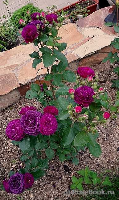 Описание садового сорта розы эбб тайд она же перпл эден из группы флорибунда