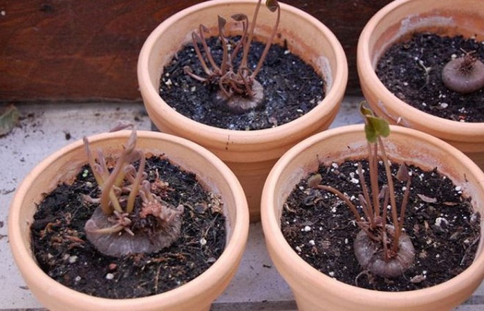 Цикламен — фиалка из луковицы: описание, выращивание из семян в домашних условиях, уход за растением, размножение и пересадка (75+ фото & видео) +отзывы