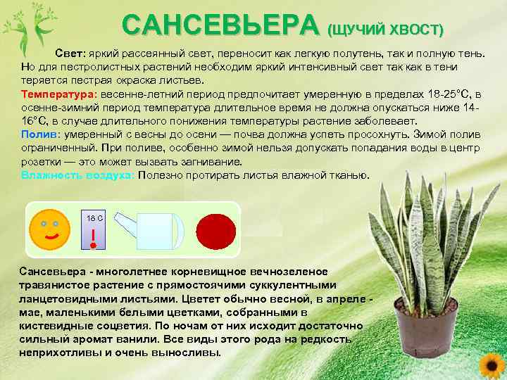 Сансевиерия цилиндрическая: выращивание и уход за растением