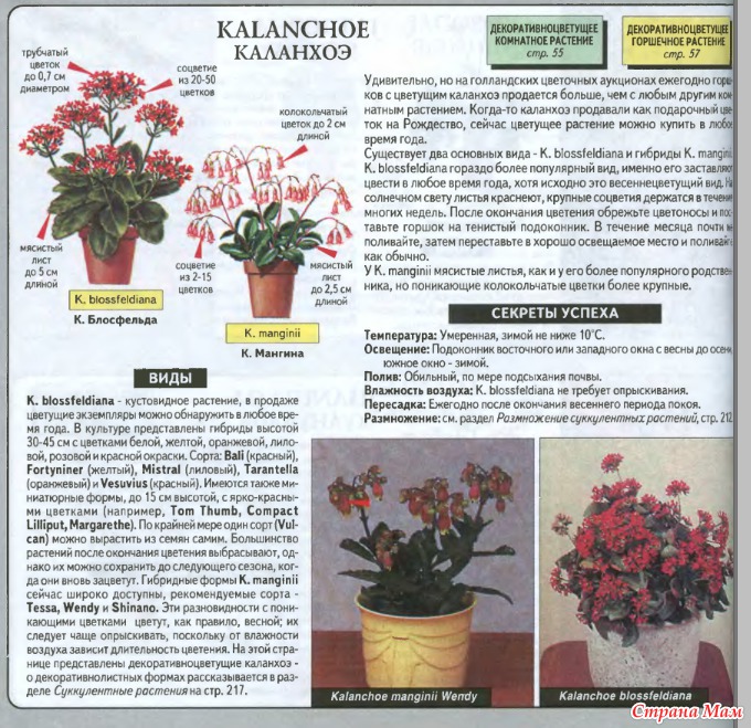 Каланхоэ каландива: мини, микс, уход в домашних условиях, махровый цветок, размножение