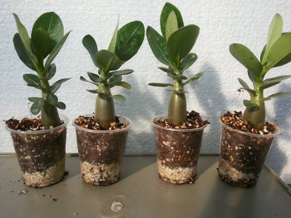 Выращивание адениум из семян в домашних условиях
