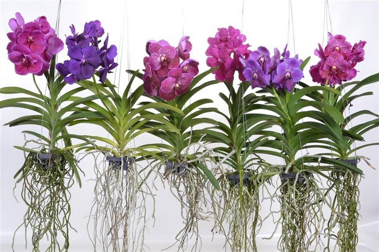 Орхидея ванда: фото цветка, выращивание и уход в домашних условиях, виды растения, болезни и вредители