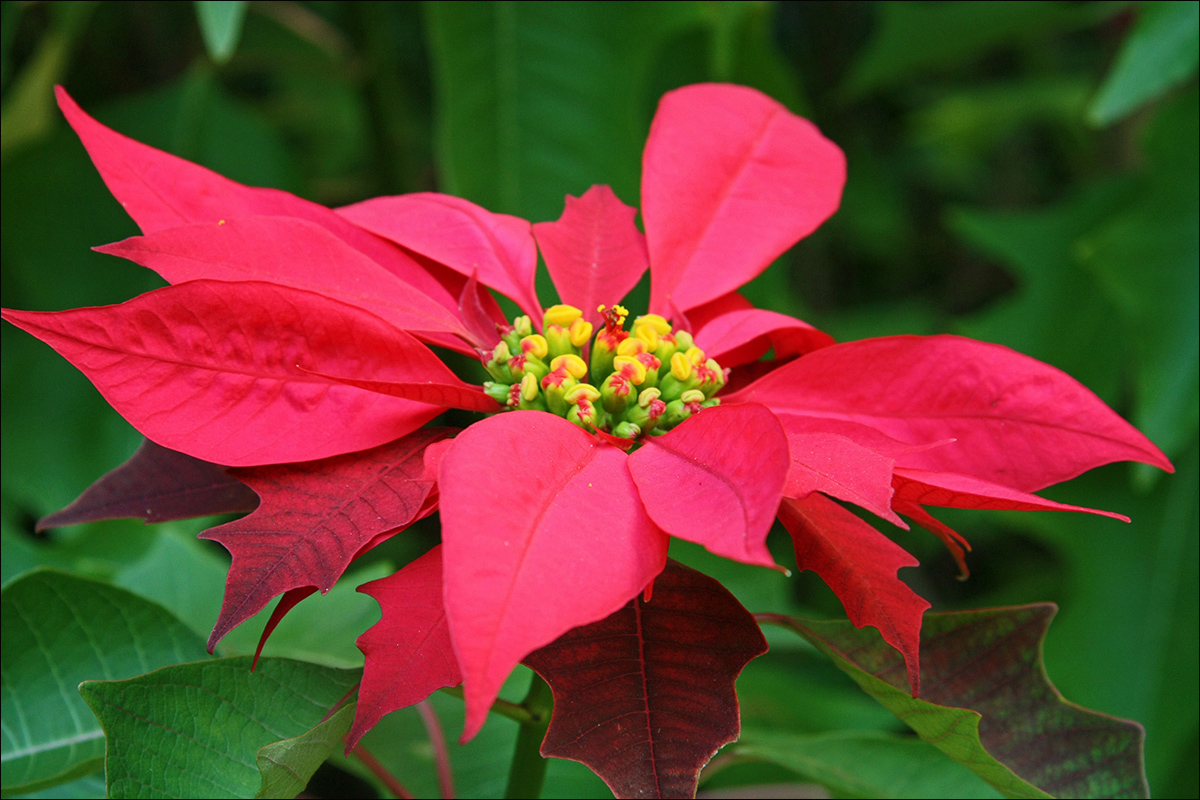 Пуансеттия (рождественская звезда): уход в домашних условиях, описание, приметы - lifeflower