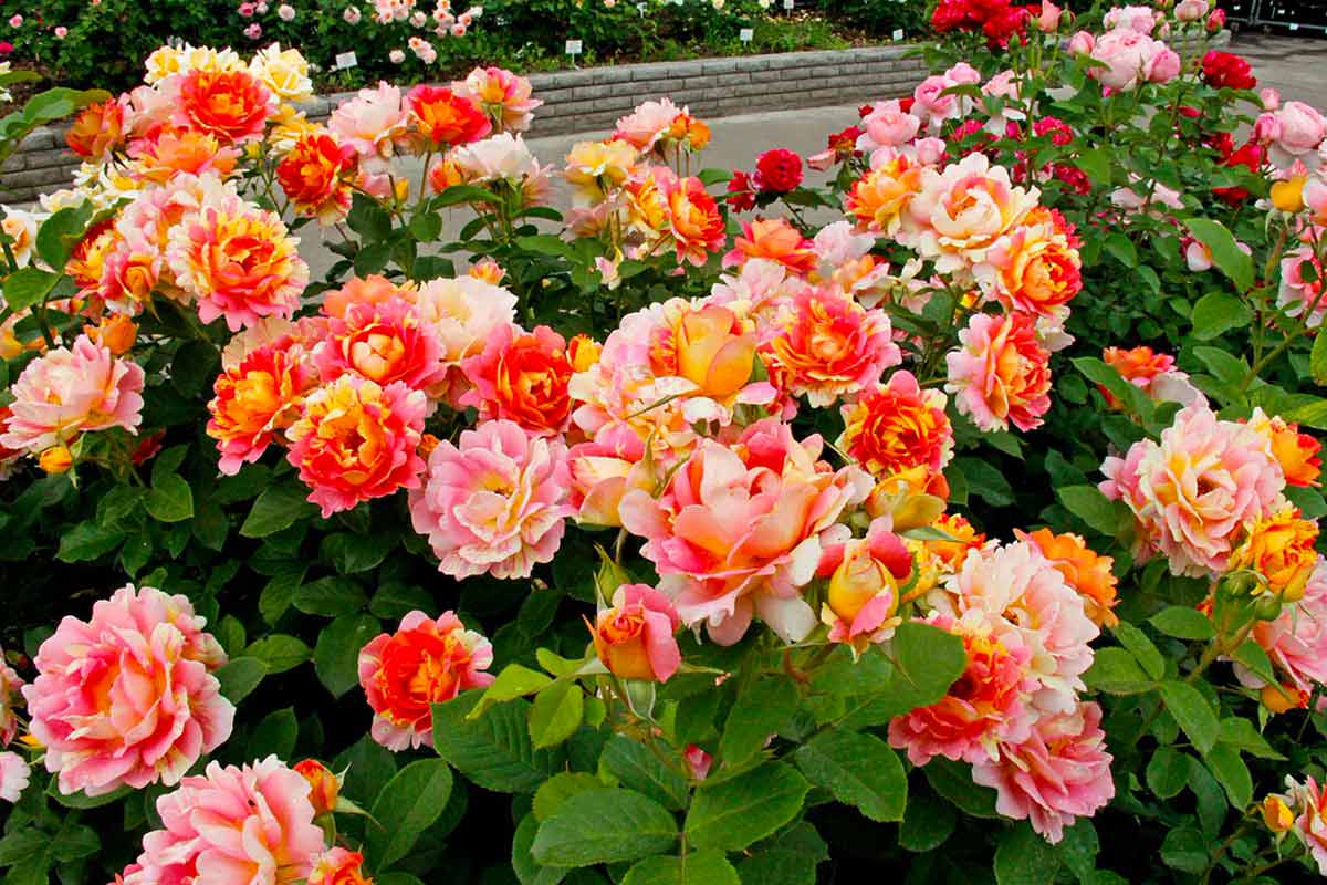 Роза анжела angela - роза парковая анжелика