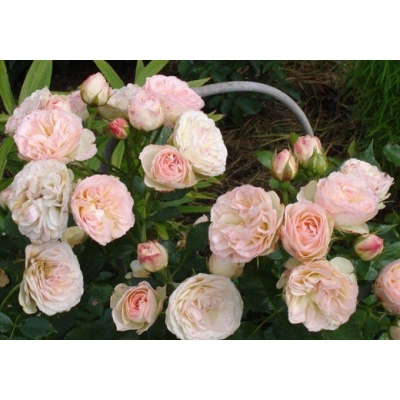 Роза Пастелла (Pastella) — описание обильноцветущего сорта